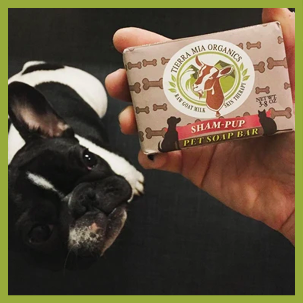 Uh-oh! Are those fleas on sweet puppy Otis? - Tierra Mia Organics