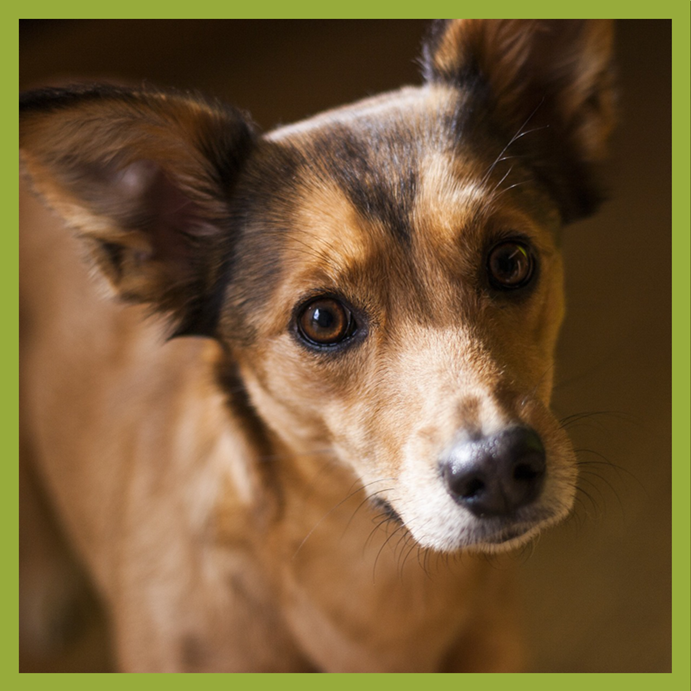 Should your pets be avoiding these chemicals? - Tierra Mia Organics