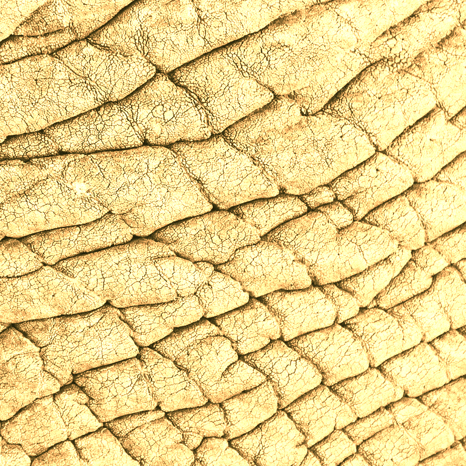 Dry Skin - Tierra Mia Organics