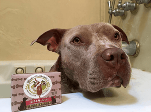  ShamPup Pet Soap Bar Pitbull_named_Daisy_in_bathtub_with_sham-pup_pet_soap